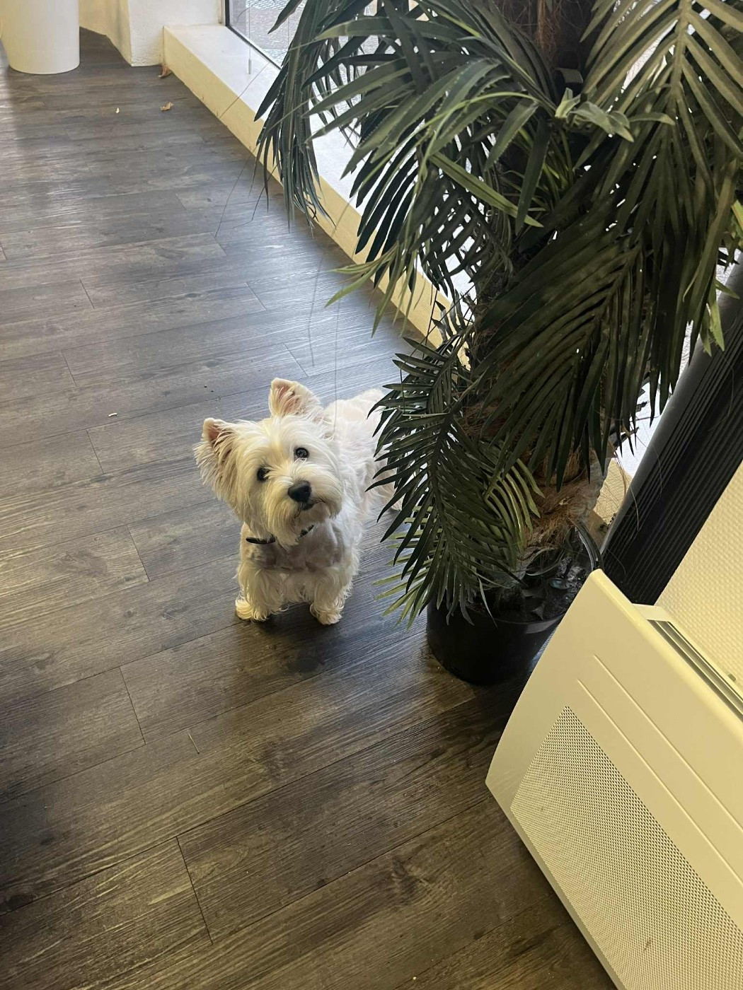 SWEET SUZY DE TOUL-LAND