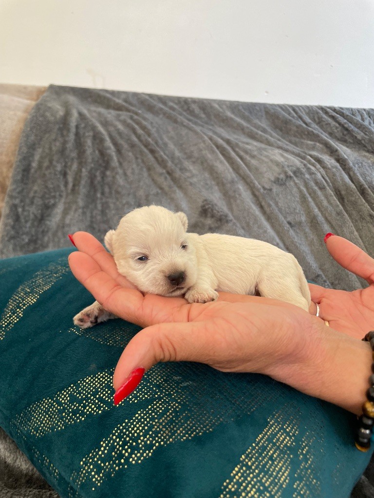 just for me - Chiots disponibles - West Highland White Terrier
