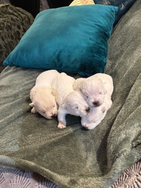 Chiot West Highland White Terrier just for me