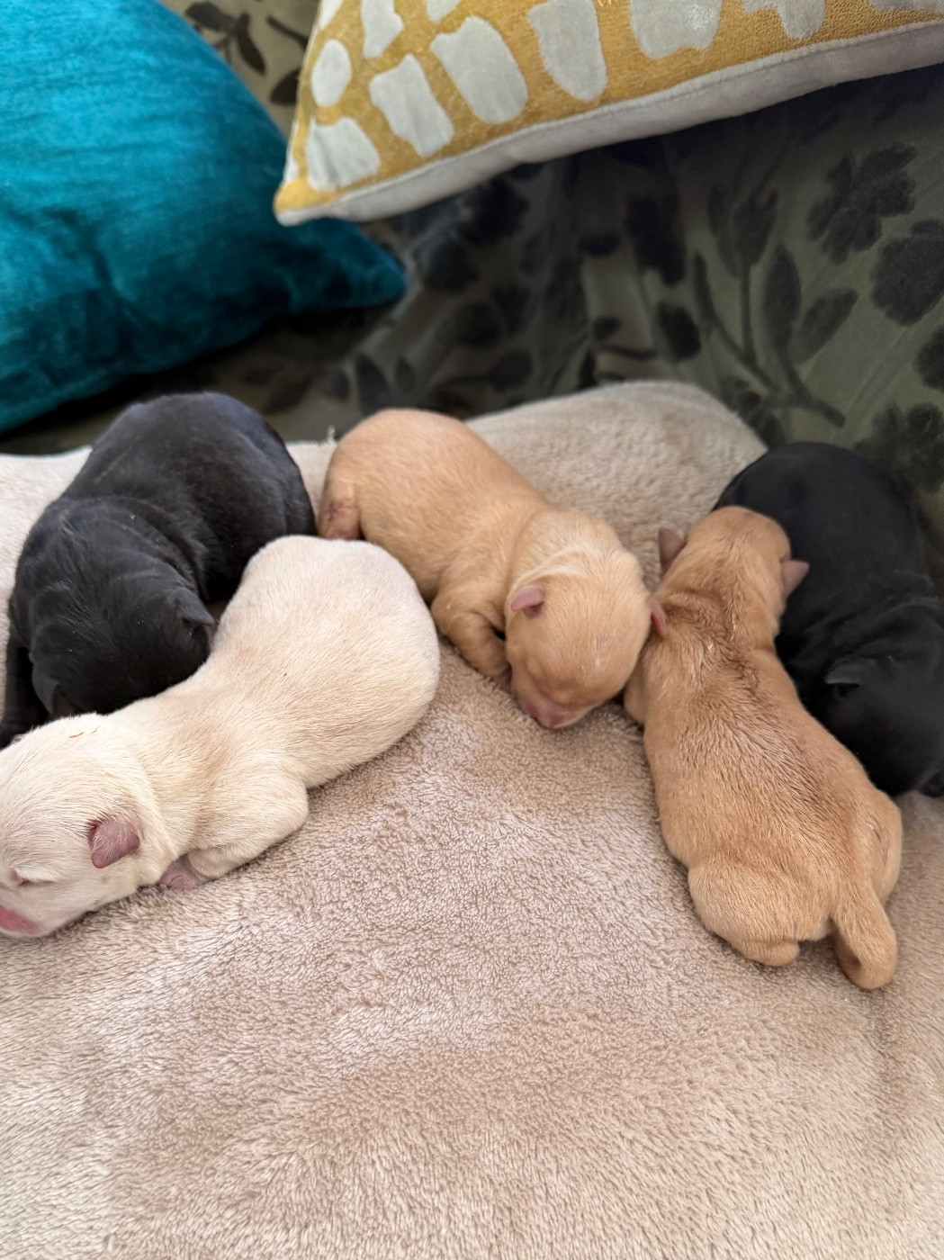 just for me - Chiots disponibles - Scottish Terrier