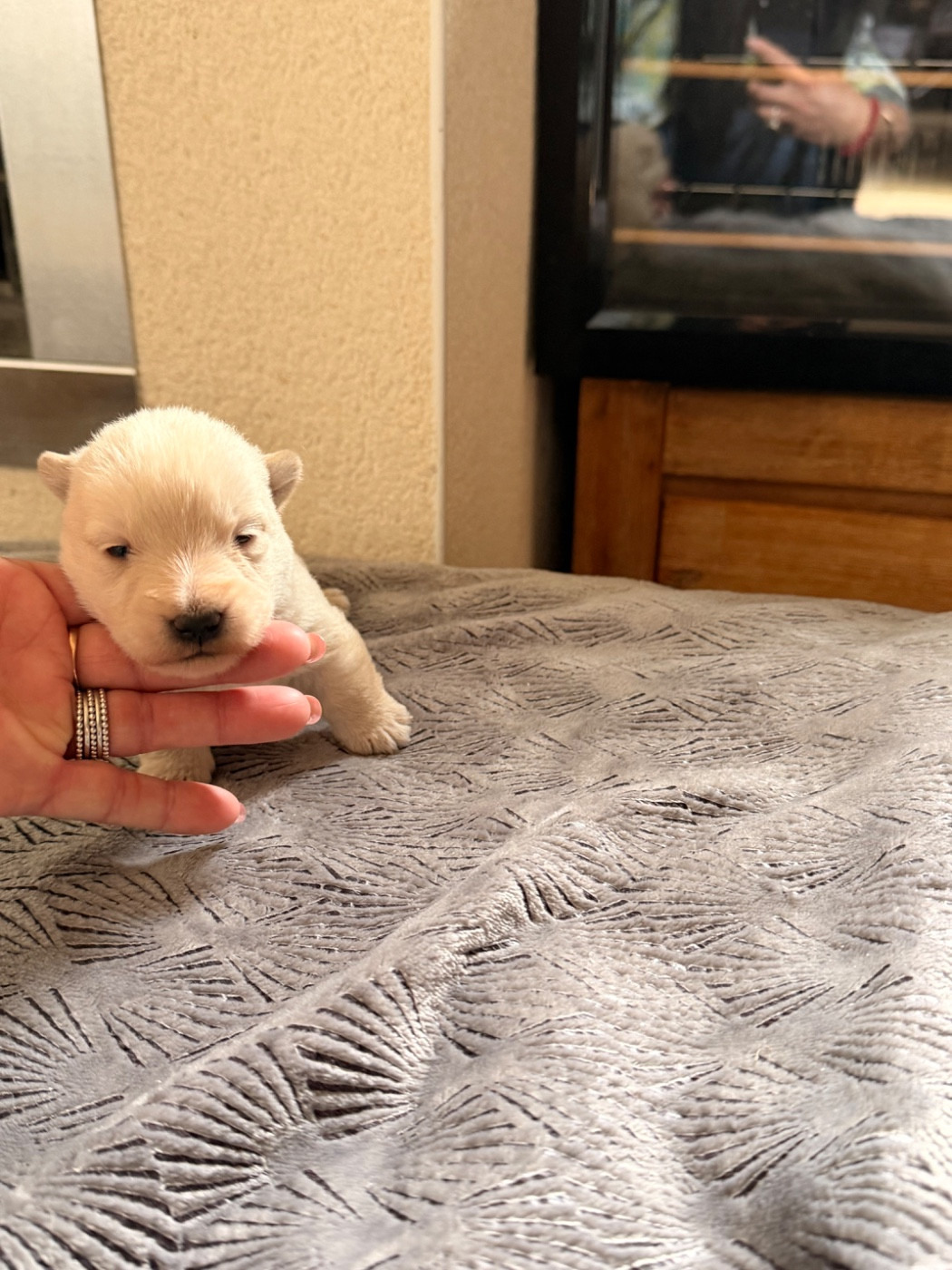 just for me - Chiots disponibles - Scottish Terrier