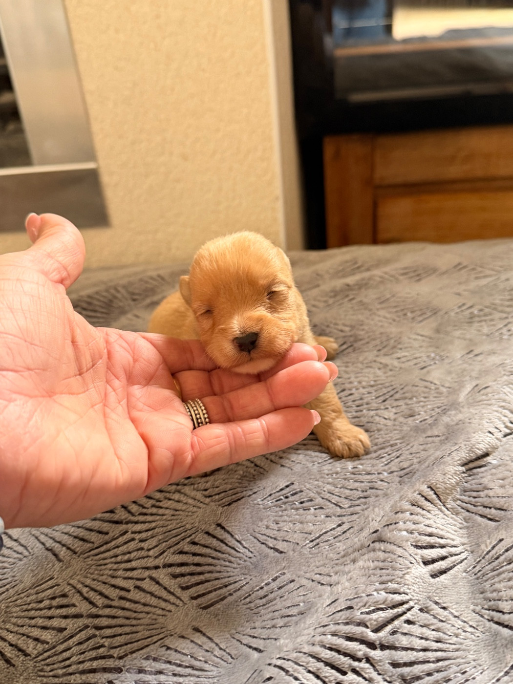 just for me - Chiots disponibles - Scottish Terrier