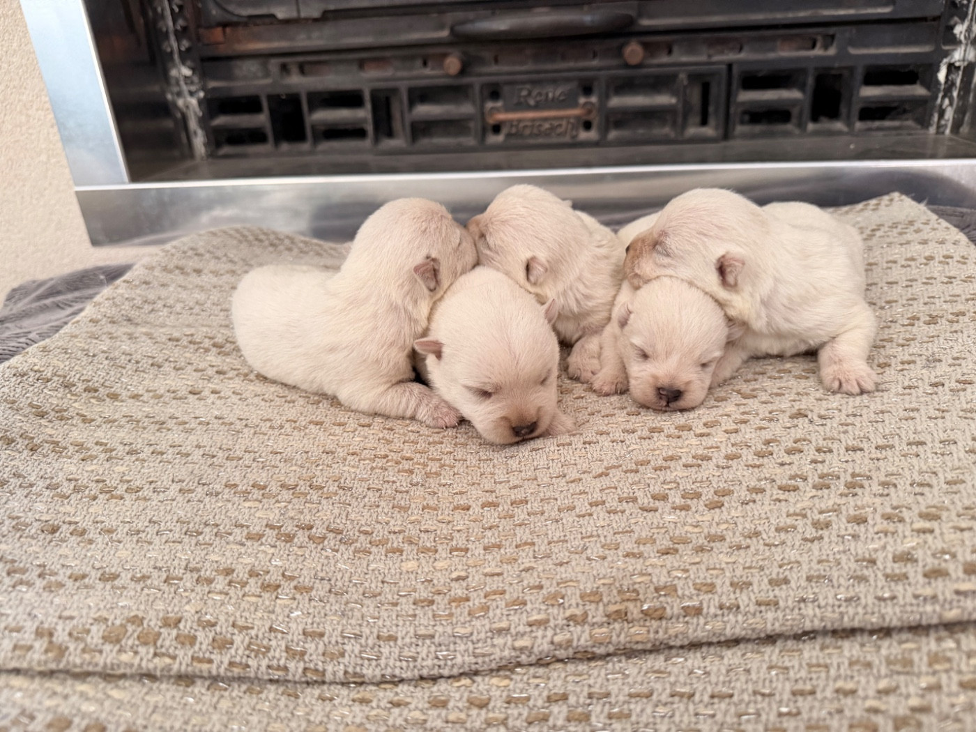 Chiot West Highland White Terrier just for me
