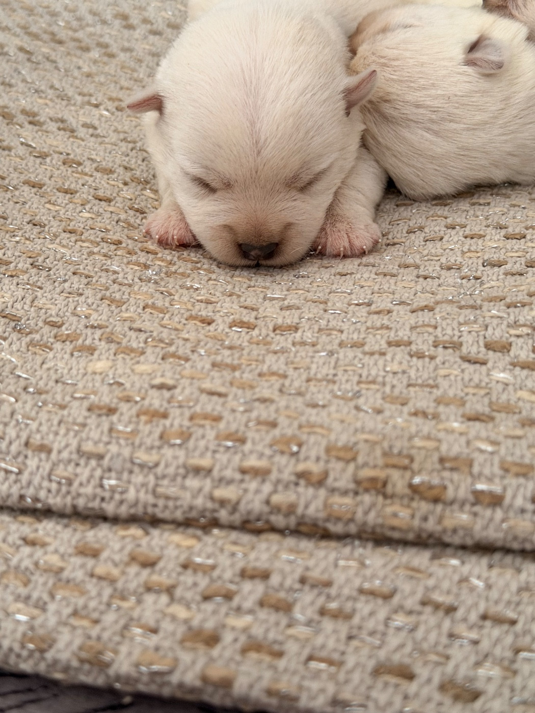 just for me - Chiots disponibles - West Highland White Terrier