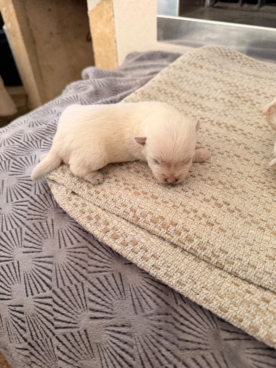 just for me - Chiots disponibles - West Highland White Terrier