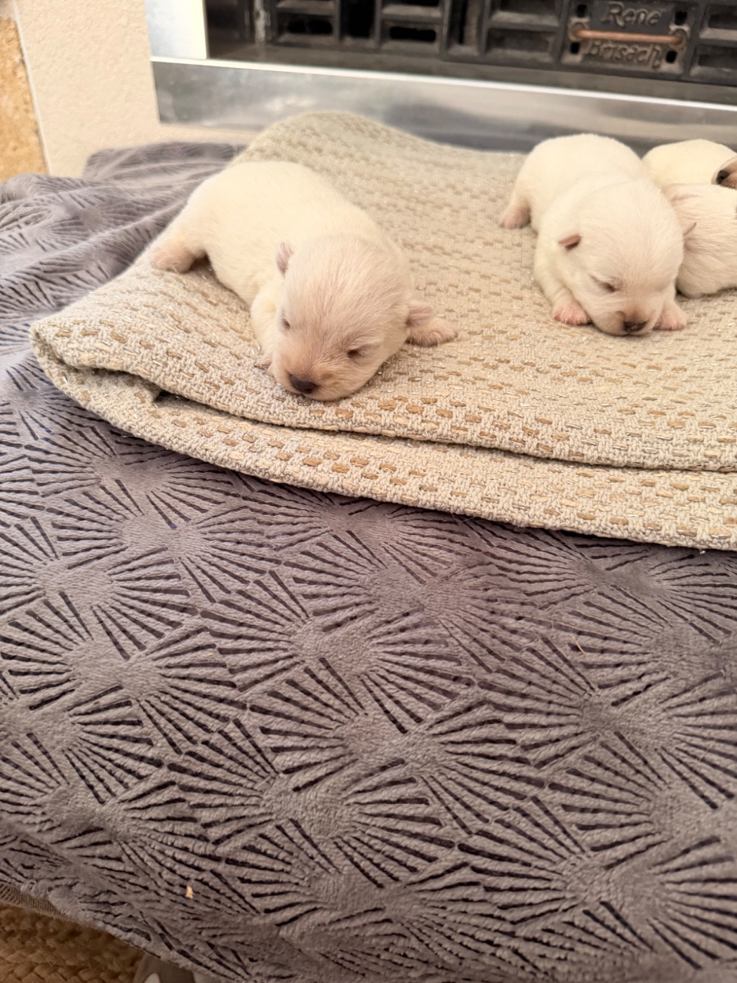 just for me - Chiots disponibles - West Highland White Terrier