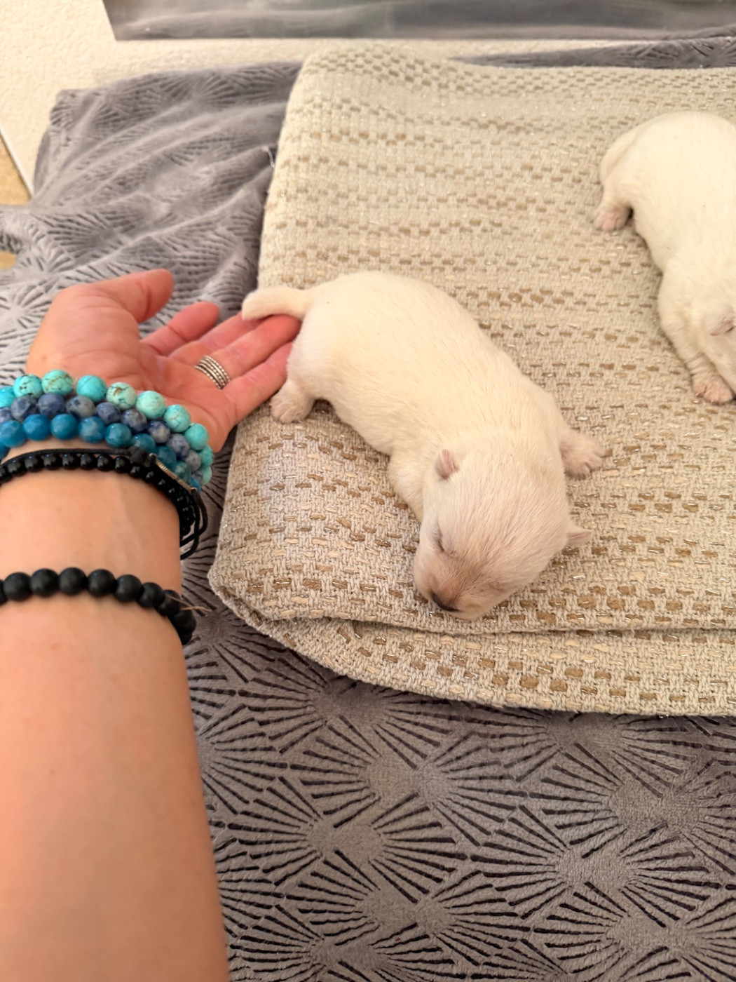 just for me - Chiots disponibles - West Highland White Terrier