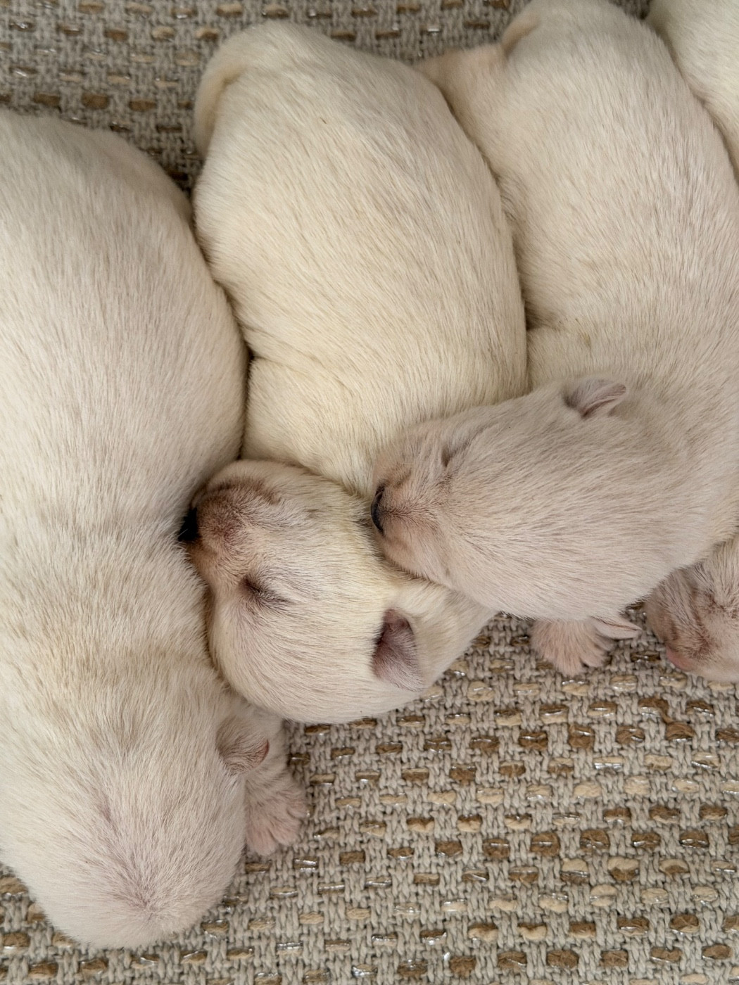 just for me - Chiots disponibles - West Highland White Terrier