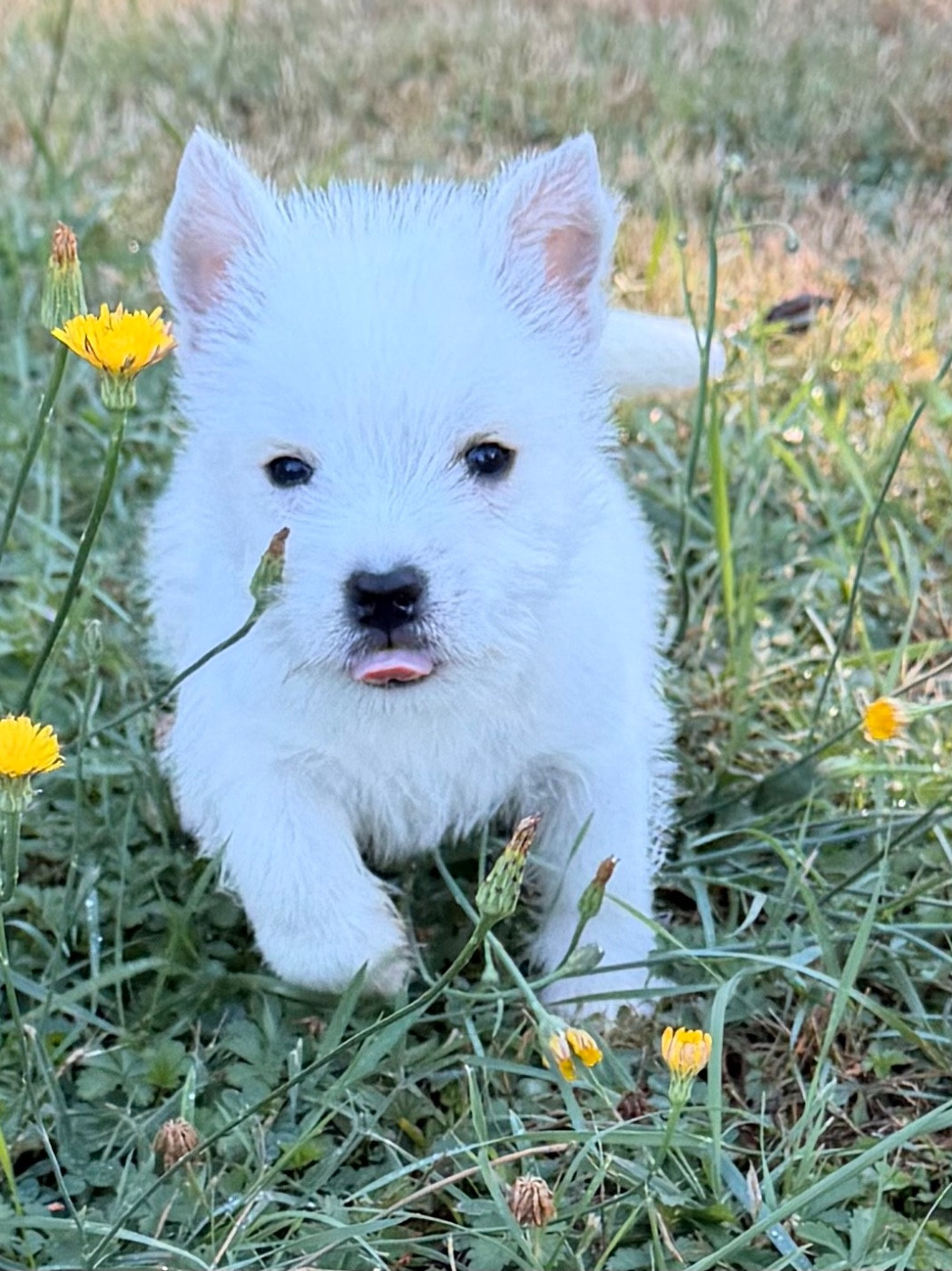 just for me - West Highland White Terrier - Portée née le 30/06/2026