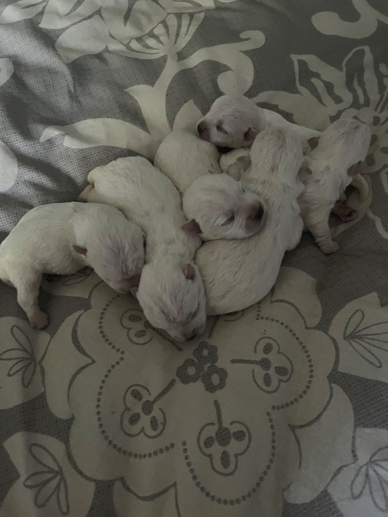 just for me - West Highland White Terrier - Portée née le 10/06/2025
