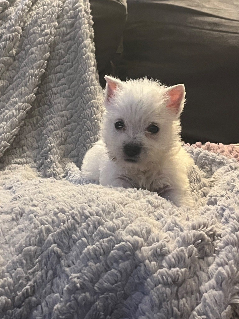 just for me - Chiots disponibles - West Highland White Terrier