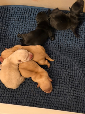 CHIOT 1 froment caramel