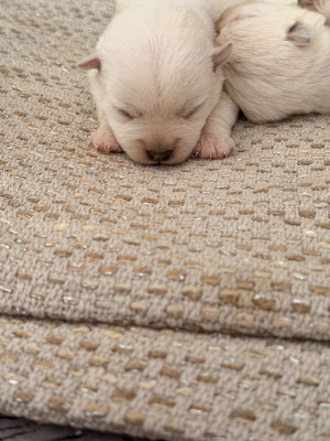 Chiot N°1