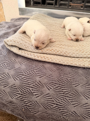 Chiot N°3