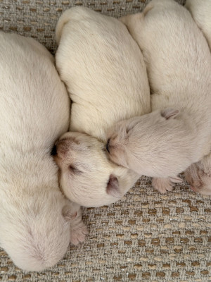 Chiot N°5
