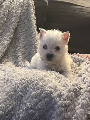 CHIOT 2
