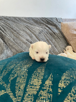 CHIOT 1