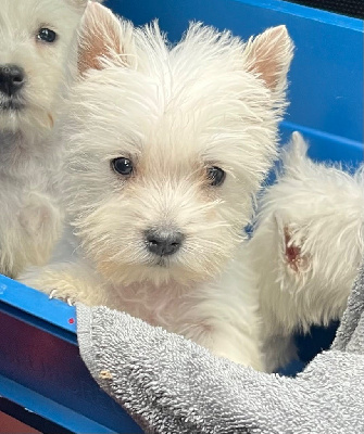 CHIOT 2